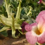 artiglio del diavolo utilizzata per alleviare dolori articolari e muscolari