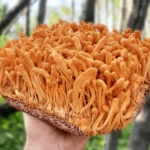 Cordyceps 1500x 426fd7d4 8771 42f7 9d20 e5055575e132 1100x